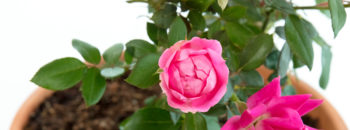 Mother’s Day: Give a Gift that Keeps on Growing