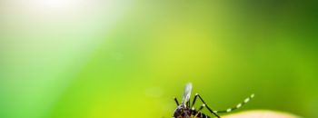 New Homeowner’s Guide: 4 Steps to Prevent Mosquitoes