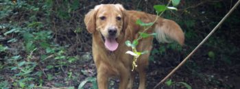 9 Steps for a Tick-Free Yard for People & Pets