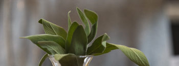 Shake It Up for Mother’s Day with Fresh Herbs