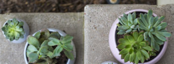 5 Steps to a Garden Re-Do After Summer Scorch