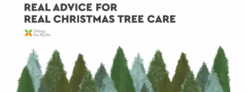 Real Advice for Real Christmas Tree Care