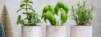 Plant-Inspired Solutions to Your New Year’s Resolutions