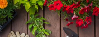 Monthly Gardening Intentions: Keep your goals – and plants – alive all year long