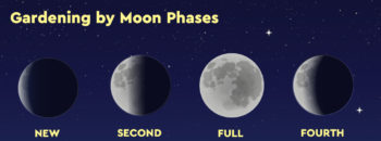 Your Moon Phase Guide to Planting Success