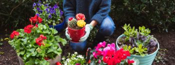 Scope Out the Pests Harming your Dream Garden