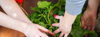 Head Back-to-School with Simple Garden Projects
