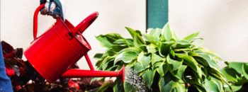How to Spot Garden Myths vs. Facts