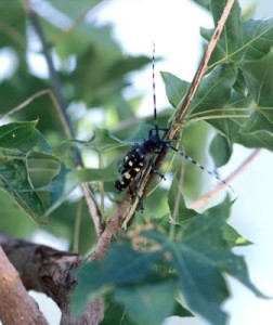 Asian Longhorned Beetle