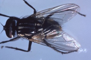 House fly