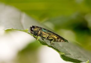 Emerald Ash Borer