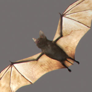 bat