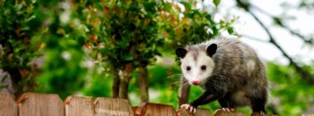 Nothing Nice About Mice, Rats and Other Harmful Rodents