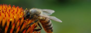Plant a Bee-Friendly Garden