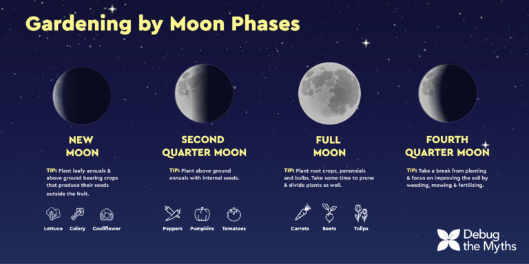 Your Moon Phase Guide to Planting Success - Debug the Myths