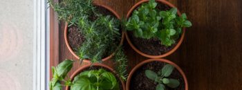 Fresh Herbs to “Spice Up” Thanksgiving