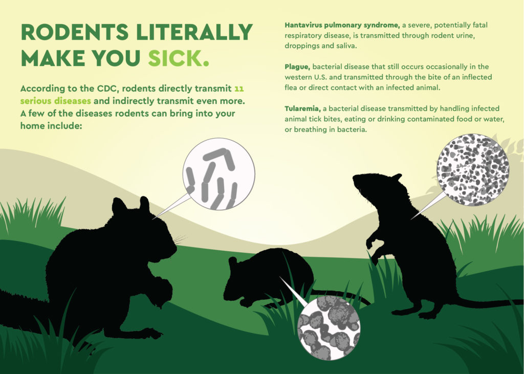 What Diseases Do Rats Carry? 35 Rodent-Borne Diseases